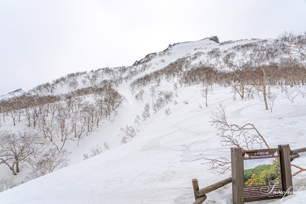 大雪山層雲峡・黒岳ロープウェイスキー場　本日の積雪 310cm。神々の遊ぶ庭でのんびり春スキー＆スノーボードを楽しみましょう♪